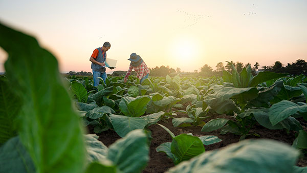As climate change, tariffs, and operational inefficiencies strain global food systems, companies are betting on digital tools to bring clarity and resilience to a fragile agricultural supply chain.