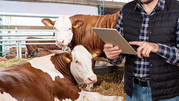 Beef importer Wild Bull Services contracted with AI provider Stampli to automate its payables, but it now sees a bigger opportunity for AI-powered import documentation management. 